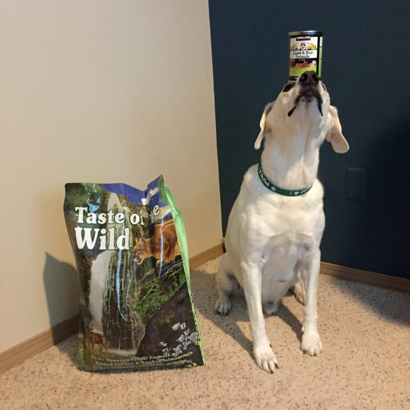 Dog with pet food